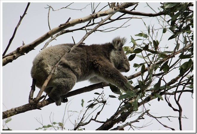 Koala at Tower Hill