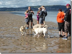 Morecambe Bay Walk (31)