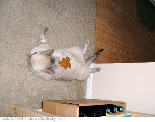 'Wrestling the Gingerbread Man' photo (c) 2004, Andrew Chellinsky - license: http://creativecommons.org/licenses/by/2.0/