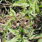DSCN9548.JPG