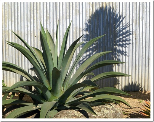 111001_succulent_gardens_agave_weberi_fixed 111001_succulent_gardens_agave_weberi_fixed
