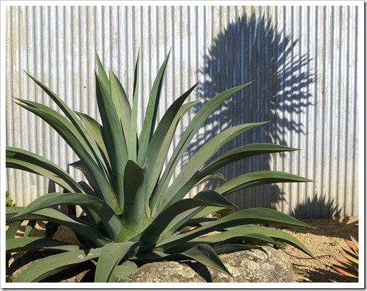 111001_succulent_gardens_agave_weberi_fixed