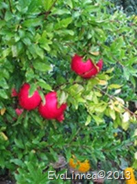 IMG_7935 IMG_7935