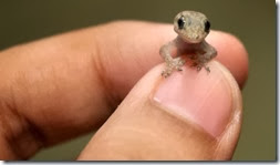 Picture-of-the-Day-Gecko-Half-the-Size-of-a-Human-Thumbnail-Smiles-for-the-Camera