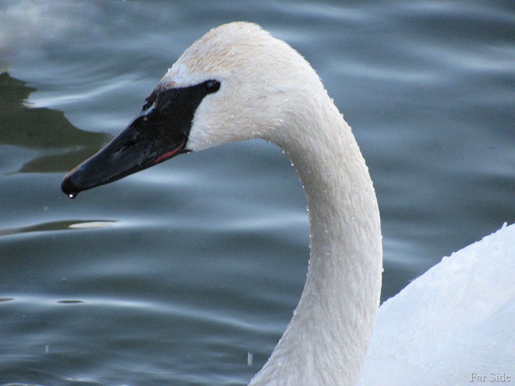 [Closeup%2520of%2520a%2520swan%2520two%255B9%255D.jpg]
