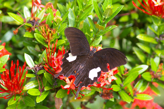 Papilio helenus enganius DOHERTY, 1891. Gomantong (Sabah), 14 août 2011. Photo : J.-M. Gayman