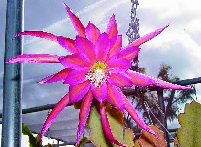 [Epi%2520Raspberry%2520Ribbon%255B4%255D.jpg]