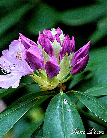 [Rhododendron_Lavender%255B8%255D.jpg]