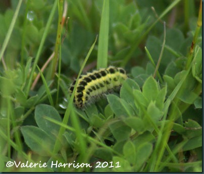six spot burnet-caterpillar six spot burnet-caterpillar