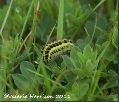 six spot burnet-caterpillar