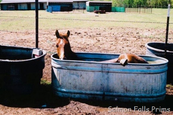 [hot%2520horsie%255B3%255D.jpg]