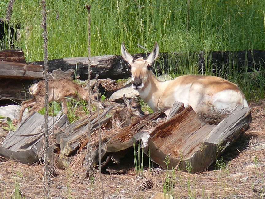[Pronghorn%2520with%2520twins%255B5%255D.jpg]