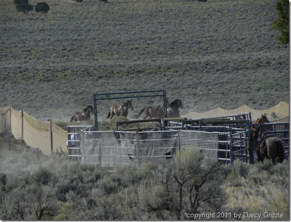 blog pic 14 horses lathered DSCN9171 (2)
