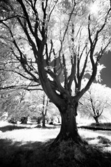 The-Tree-7