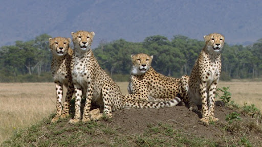 Felinos De Africa 1080p Latino Comedians