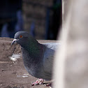 Pigeon (Piccione)