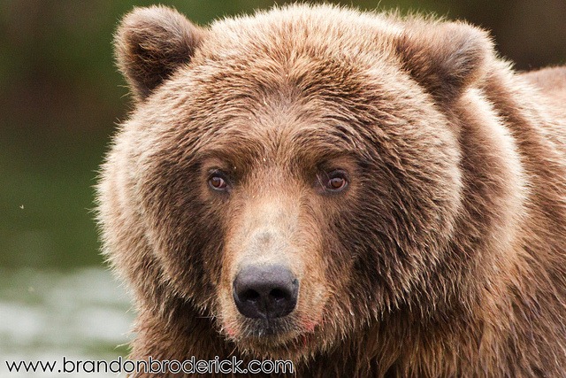 [The-Cross-Eyed-Grizzly-Bear-of-Katma%255B3%255D.jpg]
