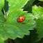 Ladybug