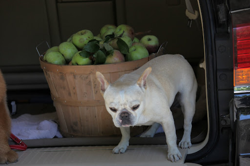 And that, on average, every American eats 19.6 pounds of apples every year.