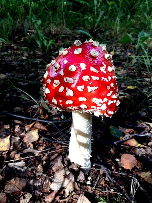 [amanita_3%255B2%255D.jpg]