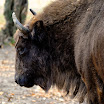 DSC29240_6_zimbru.jpg