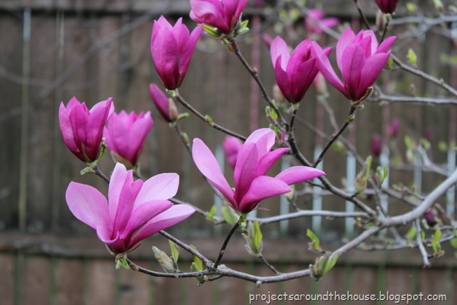 [magnolia%255B3%255D.jpg]