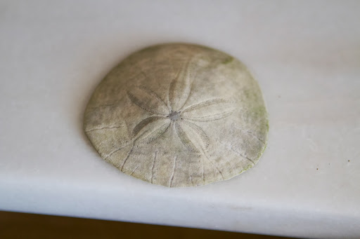 The flower shape is where the upper tube feet were located. A sand dollar uses those tube feet for breathing. The flower shape is where the upper tube feet were located. A sand dollar uses those tube feet for breathing.