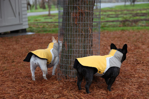 Franny, why is there fencing around the base of the trunks?  Is that some sort of winterizing for the Bald Cypress?