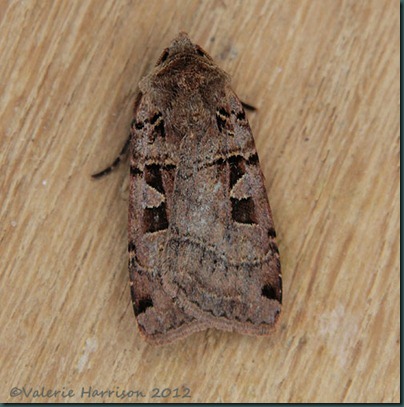 Double-square-spot Double-square-spot