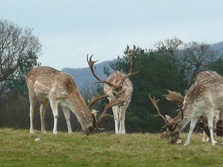 Attingham park