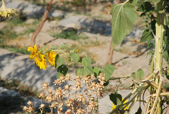 Hami - Tournesol dans champs de melon