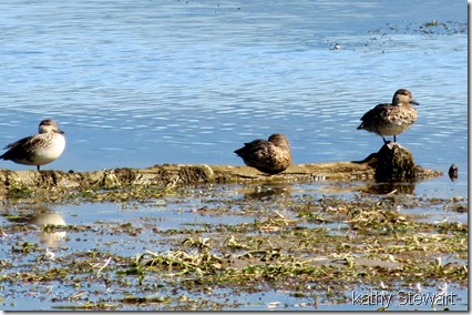 ducks