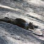 Plus jolis mais pas plus farouches qu'à Central Park. Normal, les enfants des touristes leur donnent des bouts de leur pizza sous l'oeil bienveillant de leurs géniteurs et malgré les panneaux partout qui disent "Feeding them is killing them".