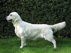 FLOPRYM BORTA MED VINDEN (Blondi) Blondi.jpg