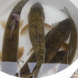 TUC Fish Rescue Oct 2008