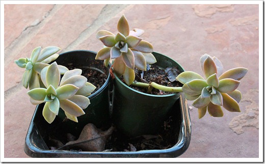 120202_graptopetalum-paraguyaense-babies 120202_graptopetalum-paraguyaense-babies