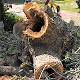But the top was rotted out ~ very dangerous to everyone