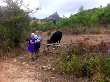 Day 6 Mom and Dad and Bull