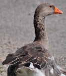 DSC_1846.JPG