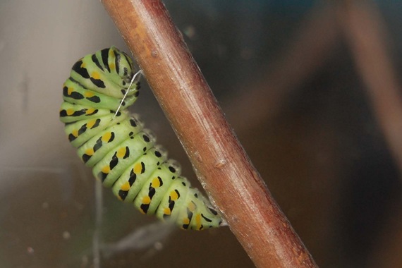 [CaterpillarThread%25202%255B2%255D.jpg]