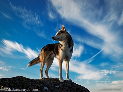 wallpapers national geographic desbaratinando  (14)