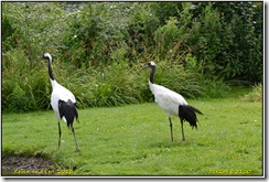 Slimbridge WWT - Rain