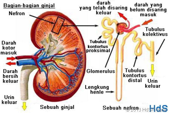 bagian-bagian ginjal dalam bahasa indonesia