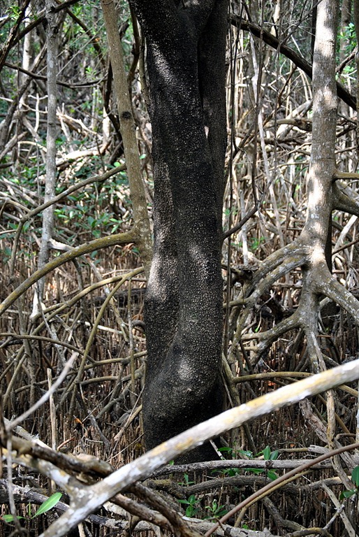 [10---Tree-Walk---mangrove-poster-Bla%255B2%255D.jpg]