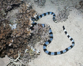 ... than any land snake) Banded Krait. by 1011279569267