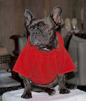 And here I am showing off a cozy red fleece. Notice my wistful gaze and relaxed pose. Those are the marks of a true professional. And here I am showing off a cozy red fleece. Notice my wistful gaze and relaxed pose. Those are the marks of a true professional.