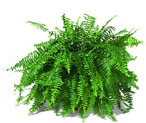 boston