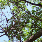 image_from_picasa