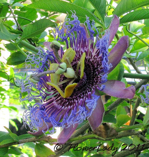 [06-20-passion-flowers2%255B3%255D.jpg]