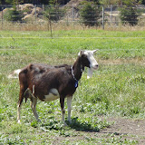 2008-08-23 harley goat farm